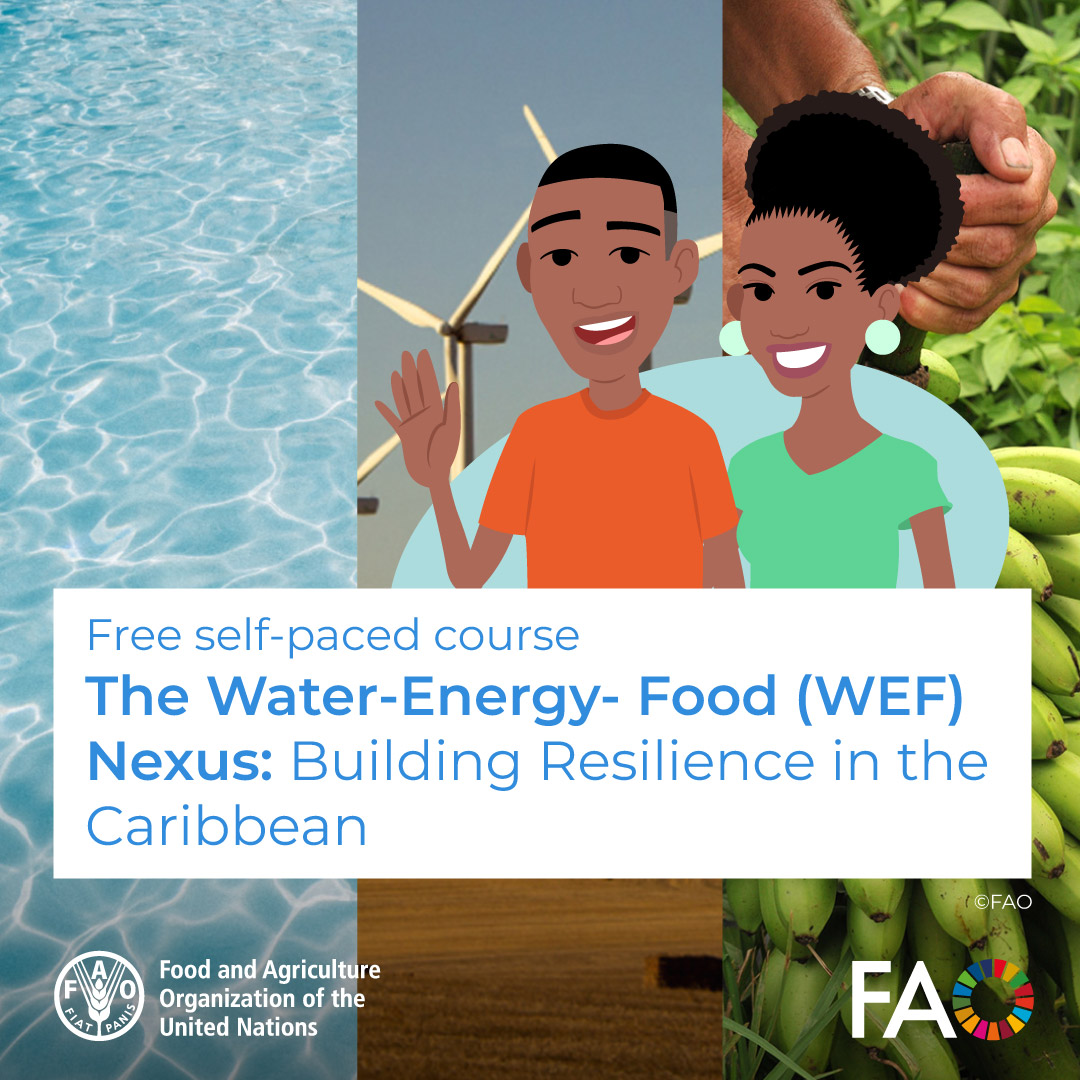 🎓FREE online course!

💧⚡🥗 How are water, energy &amp; food connected?

Discover the WEF Nexus and how it builds resilience in the Caribbean.

Take FAO’s free self-paced course and level up your sustainable development skills.

Start now 👉ow.ly/rxLo50VFNZm

#Sustainability