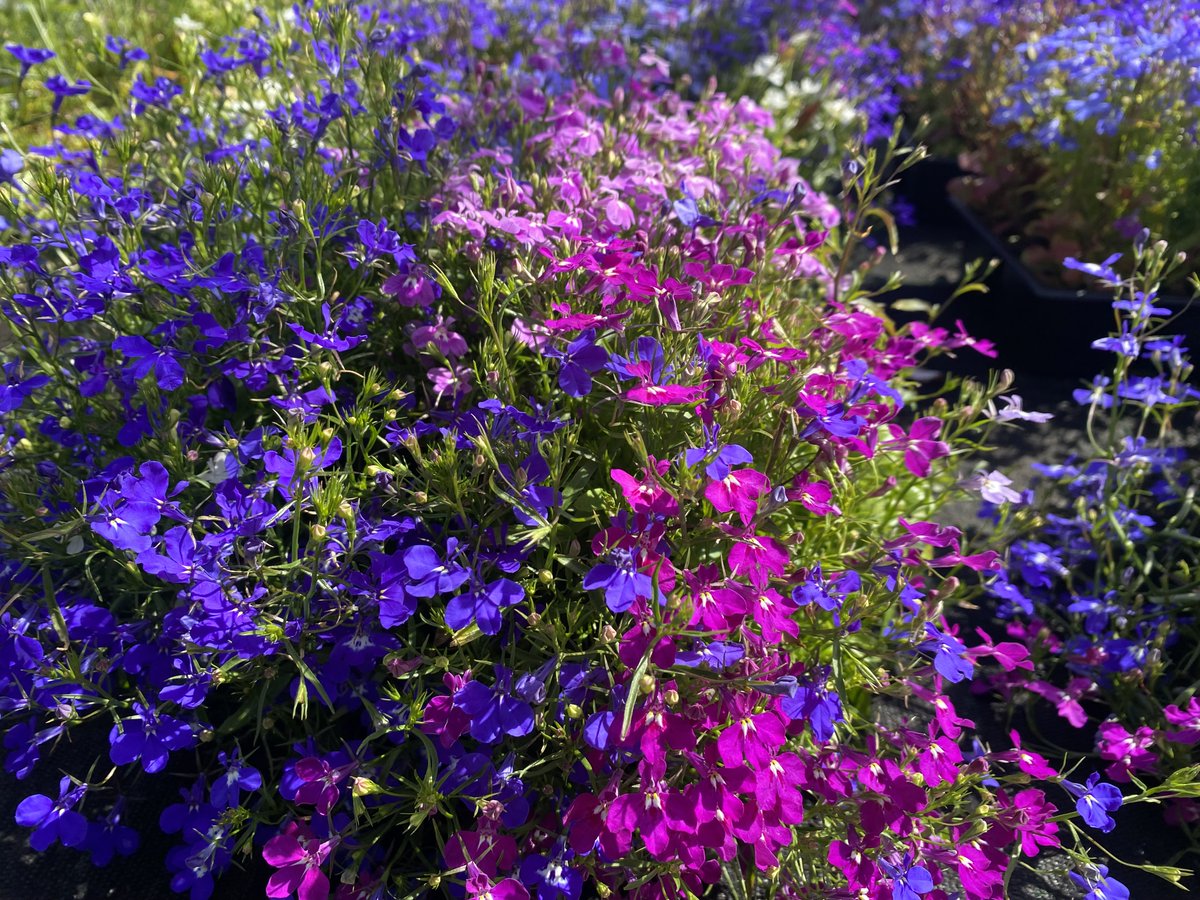 Hansel Ayrshire tweet media