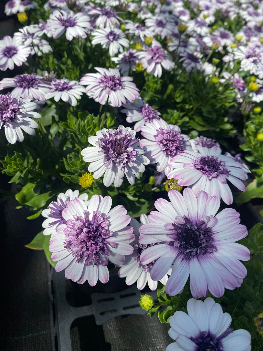 🌺 Hansel bedding plants, veg, herbs and hanging baskets are now on sale! View our list of plants available and prices here: hansel.org.uk/news/hansel-be… For all enquiries and to order please email abi.ramage@hansel.org.uk or text/call 07753 670864. #Charity #Garden #FreedomToLive