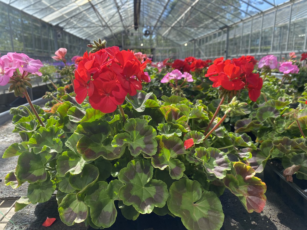 Hansel Ayrshire tweet media