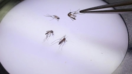 MarioNawfal's tweet photo. MICROPLASTICS JUST CRAWLED INTO YOUR SALAD...

Scientists just found microplastics inside earthworms, beetles, slugs, and snails. 

Which means your backyard food chain is now basically polyester-flavored.

Some bugs had plastic fibers a quarter the length of their body. 

One beetle was rocking a nylon thread like a digestive runway model.

Source? Likely clothing fibers flushed out in sewage sludge and used as farm fertilizer. 

Yes, your yoga pants might be feeding garden worms.

This marks the 1st time microplastics have been found across entire land-based ecosystems: from dirt-eating worms to the birds and mammals that eat them.

Congrats to all of us: the plastic crisis just went even more micro...

Source: The Telegraph
