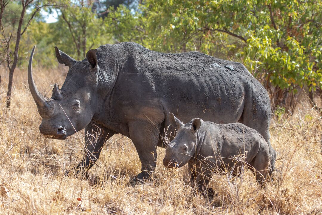 Leave a lasting impact with a gift in your will to Born Free Foundation. Your legacy will help ensure a brighter future for wildlife and their habitats. ❤️

Find out more about legacy giving with Born Free: bit.ly/4k37UFw

#LegacyGiving