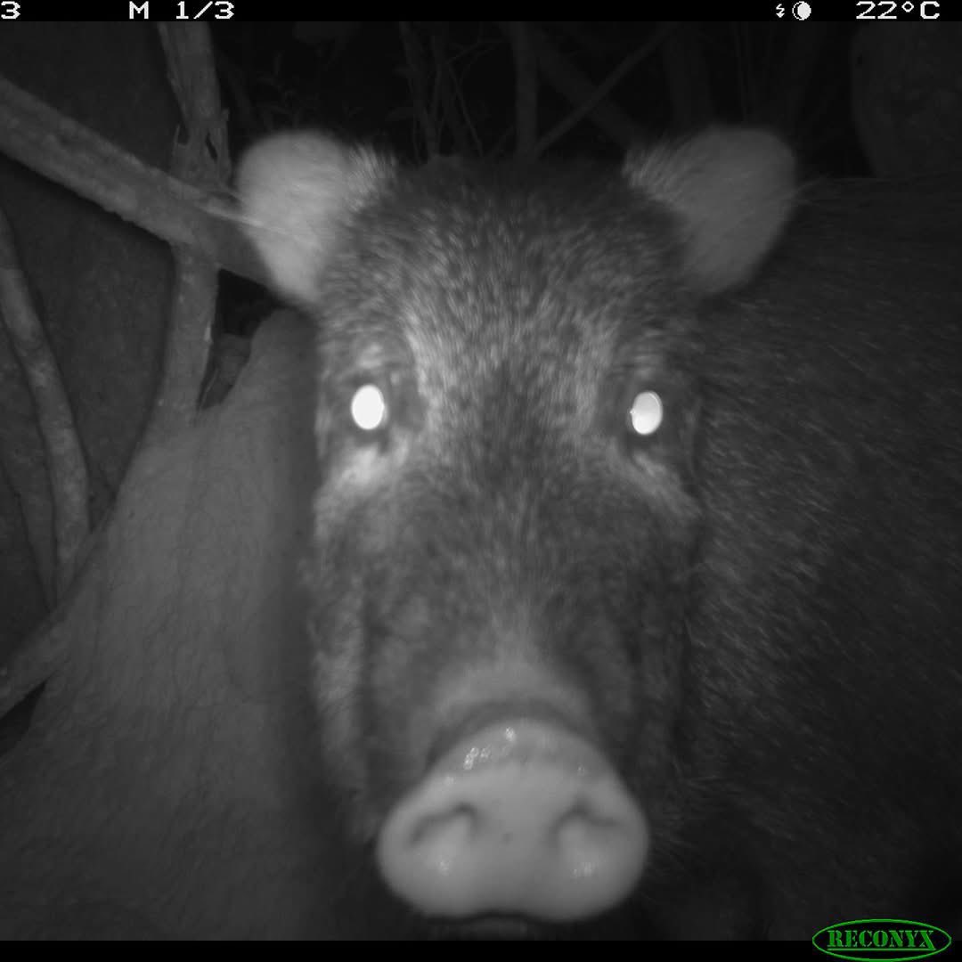 trailcam (@trail_cams) on Twitter photo 