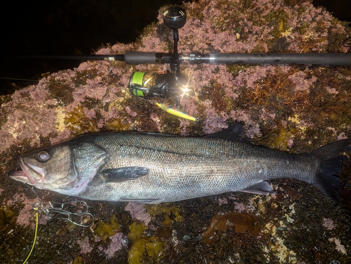 波の無い時は藻場で遊んでもらう✨
#男鹿
#磯マル
#藻場
#1キャッチ