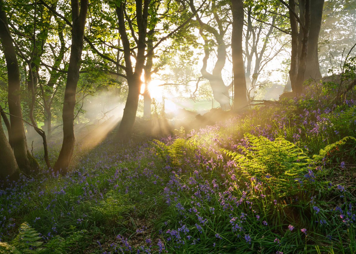 millsj82's tweet photo. Spring woodland in the Peak District https://t.co/cxjoGKRNUx