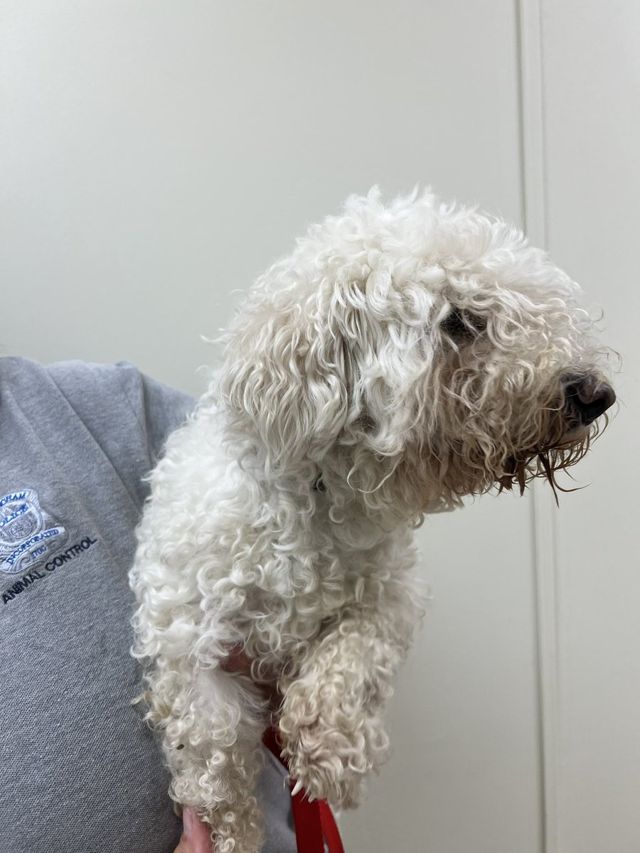 Found by the court house Sunday May 25, 2025
Safe with Animal Control 
No tags or Microchip.
Please call 508-532-5870 if this is your dog. We would like to reunite him with his family.
