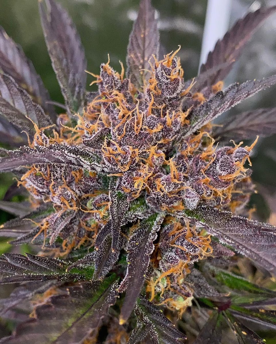 Blackberry Kush Dom
(Indica)