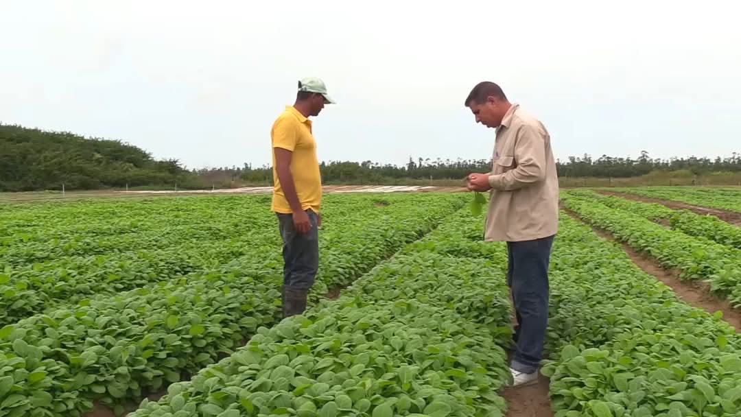 En la (UBPC) Julián Alemán del municipio #ConsolaciónDelSur inició el proyecto de tabaco Virginia en el país. En la actual campaña el rendimiento supera las 1.8 toneladas por hectáreas y logran el 99 % de clases de exportación. #CubaVencerá #PinardelRío