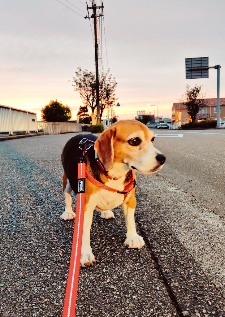 beaglepepeko's tweet photo. 夕暮れとぺぺ #beagle https://t.co/ZegdMR4DeC