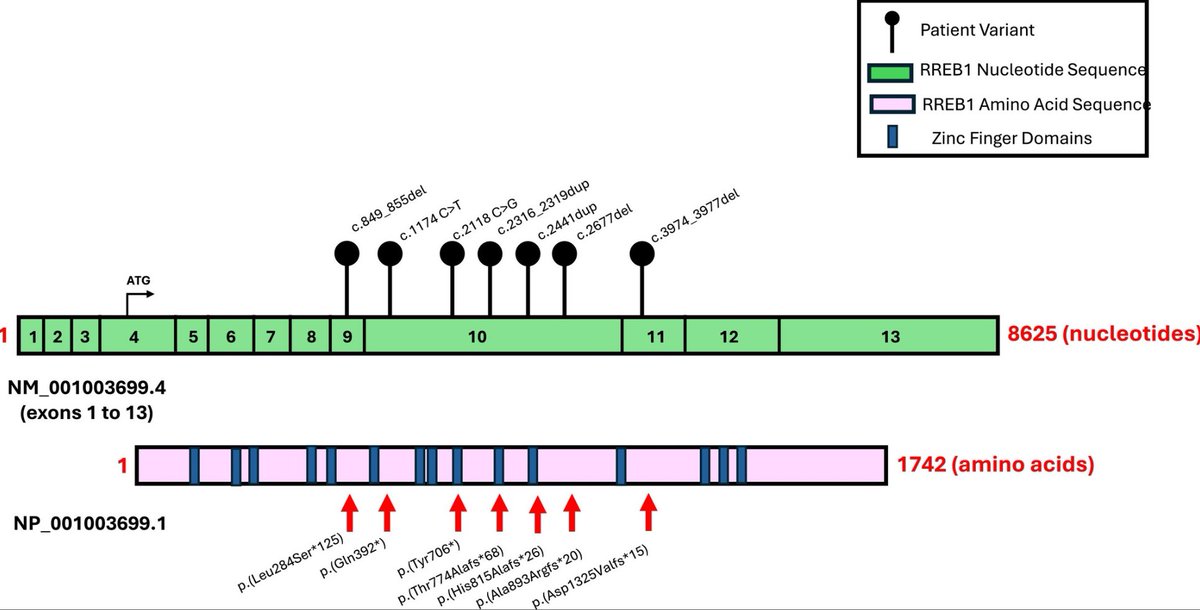 RT <a href="/FranMartinezGr/">Francisco Martínez</a>: Truncating Variants in RREB1 Cause a Novel RASopathy Syndrome of Congenital Heart Disease, Genitourinary Malformations, and Developmental Delay #RareDisease #Genetics #morbidgene onlinelibrary.wiley.com/doi/10.1002/aj…