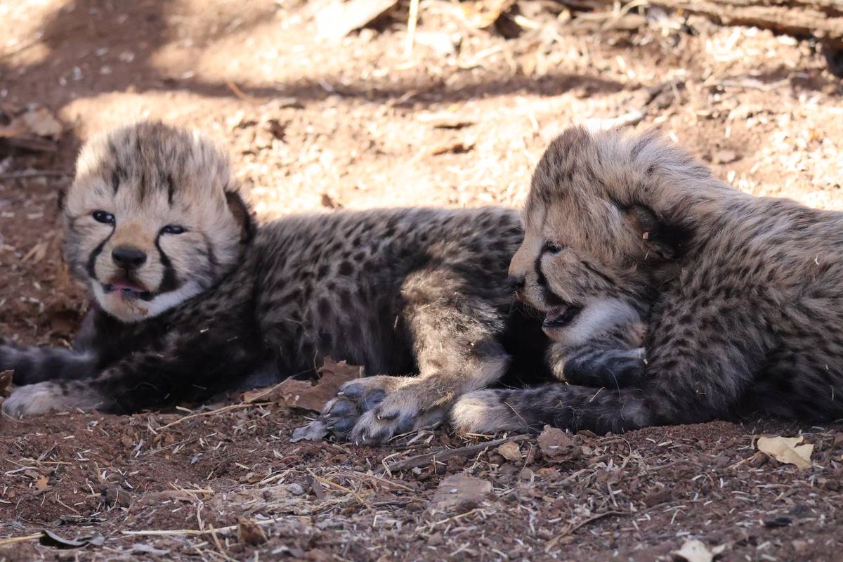 africatouchdown's tweet photo. Cubs Have Arrived! 🐾

Say hello to the newest stars of Tshukudu Game Lodge, our playful cubs are here and already winning hearts!

📷 Isabella Sussens

#tshukudu #tshukudubushspa #hoedspruit #southafrica #gamelodge #safari #africansafari #cubs https://t.co/z6YUPZUs5s