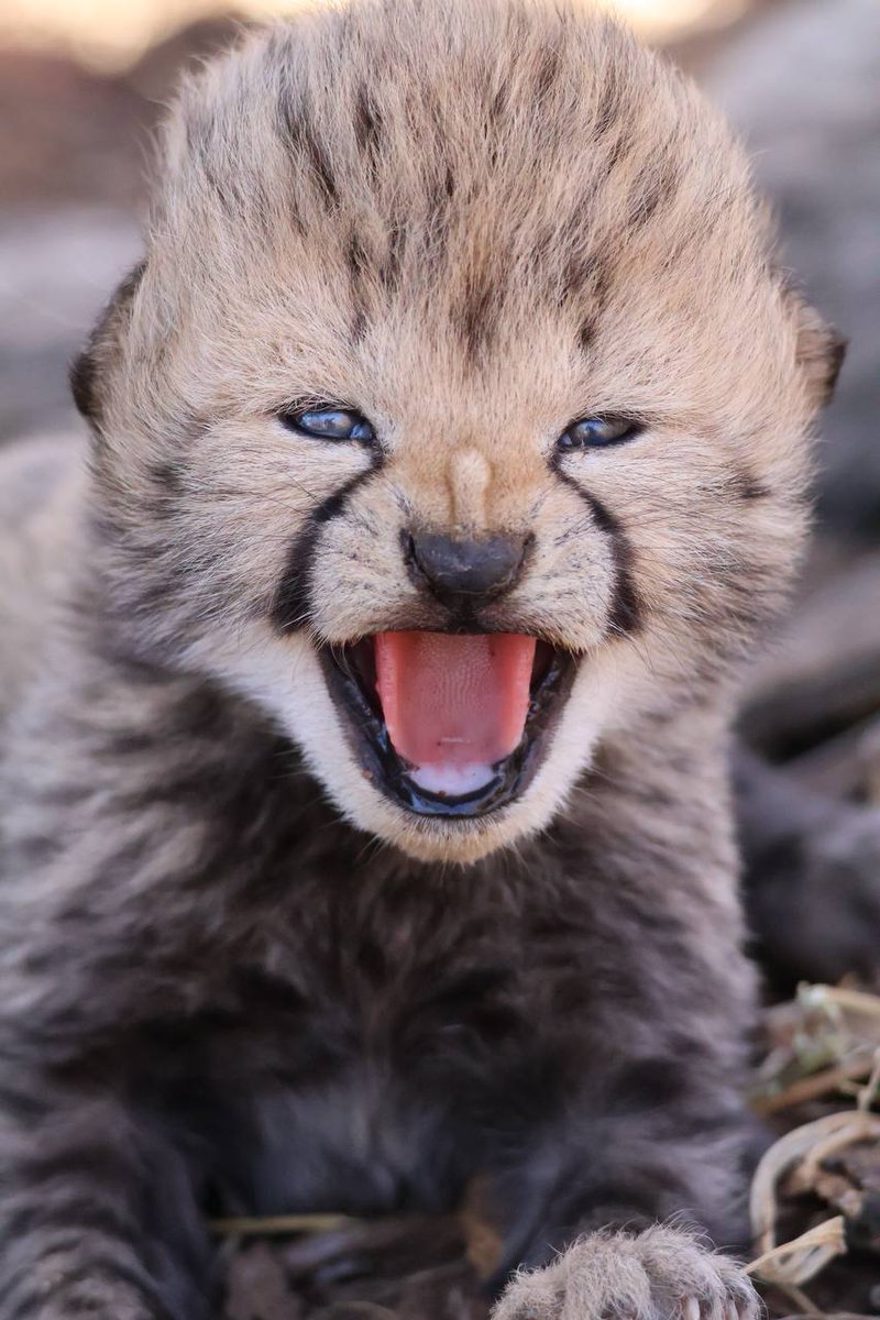 africatouchdown's tweet photo. Cubs Have Arrived! 🐾

Say hello to the newest stars of Tshukudu Game Lodge, our playful cubs are here and already winning hearts!

📷 Isabella Sussens

#tshukudu #tshukudubushspa #hoedspruit #southafrica #gamelodge #safari #africansafari #cubs https://t.co/z6YUPZUs5s