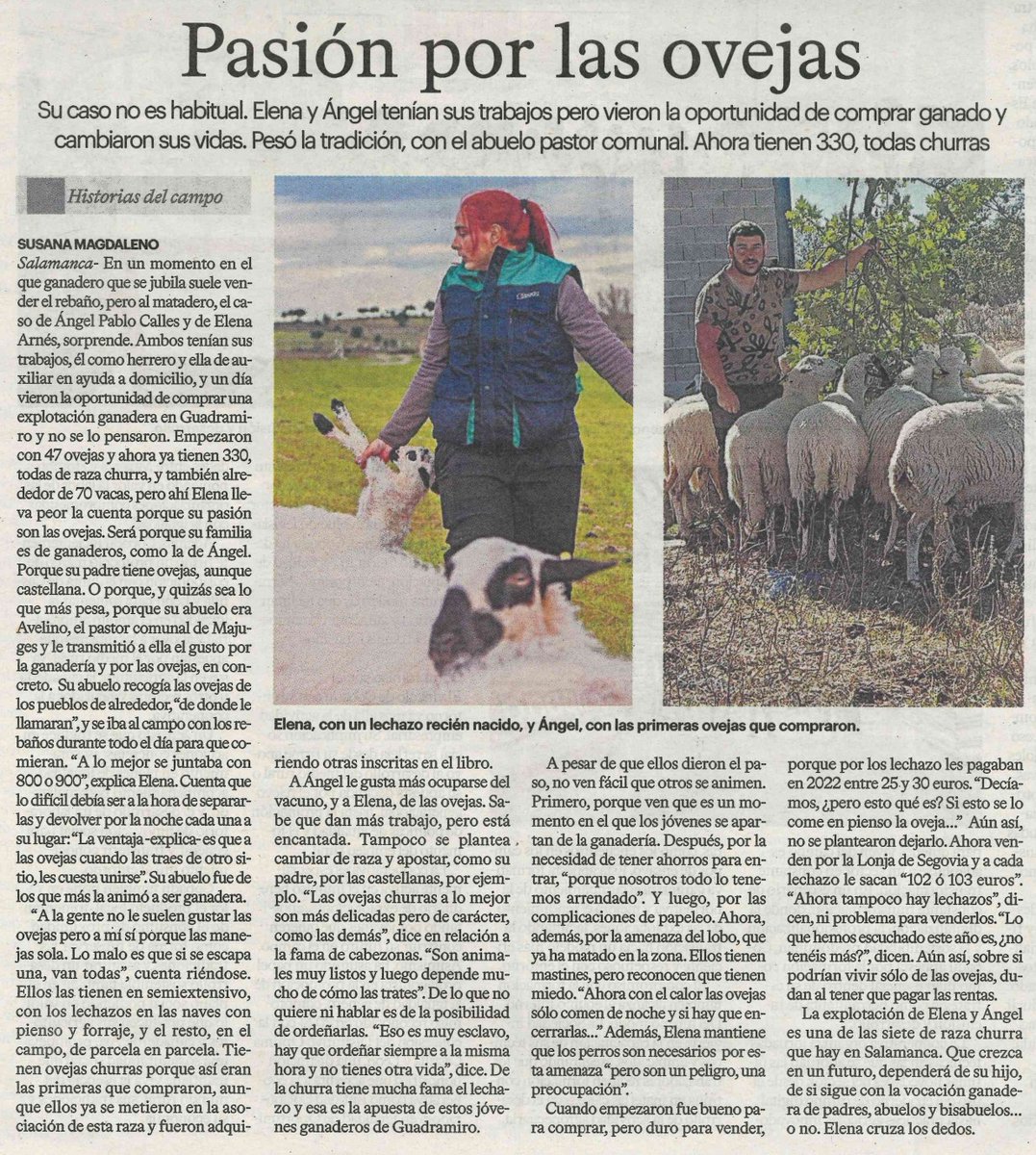 📰 PASION POR LAS OVEJAS

@lagacetadesalamanca

🐑Elena y Ángel Pablo, una pareja de afiliados ganaderos afincados en Guadramiro nos cuentan su experiencia en su explotación de mas de 300 ovejas churras.

#campo #lagacetadesalamanca #ganaderia #ovejas #Salamanca #coag