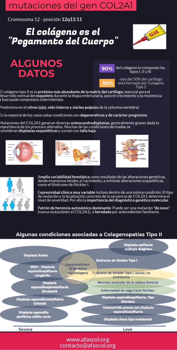 NoInvisibles's tweet photo. El día de hoy se dedica a visibilizar las #ColagenopatíasTipoII 
Conocer más y mejor #COL2A1
Diversas condiciones son debidas a esta mutación
 #Stickler #SEDC #Strudwick #Kniest
#Perthes #Stanescu 
Hay que investigar por la cura‼️
Es el camino y la esperanza💚💜
Gr. @AFASCOL @FUCOLCH👇
https://t.co/i0ccokmwrm