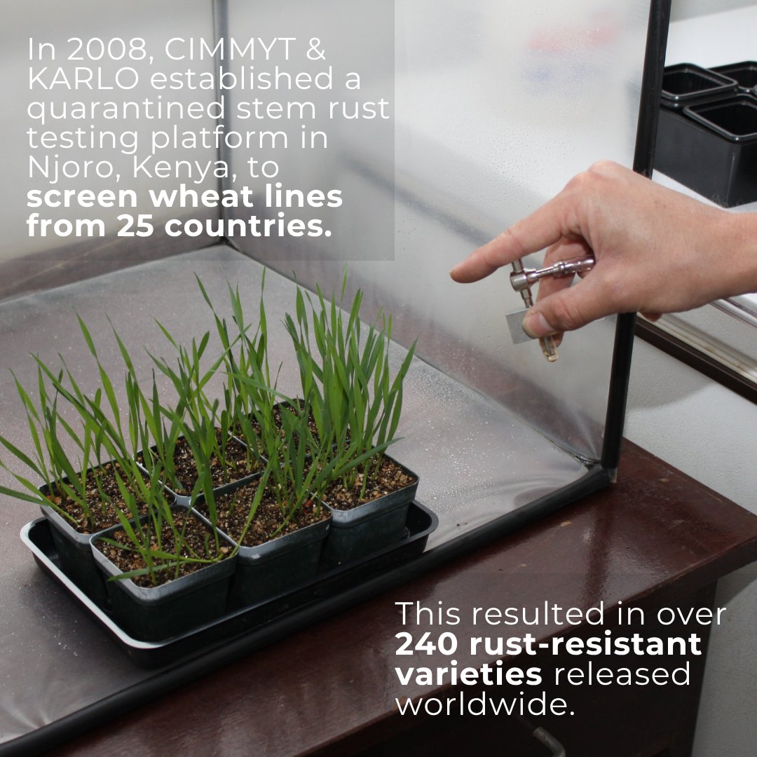 CGIARbreeding's tweet photo. ๐พWheat rust is wiping out harvests in Eastern Africa.
#AcceleratedBreeding is teaming up with @CIMMYT + @kalromkulima & @giz_gmbh to breed rust-resistant wheat ๐ฟ๐งช
A global fight, starting in Njoro, #Kenya. Swipe through the slides to read the whole story๐ https://t.co/W2UhaoLQuW