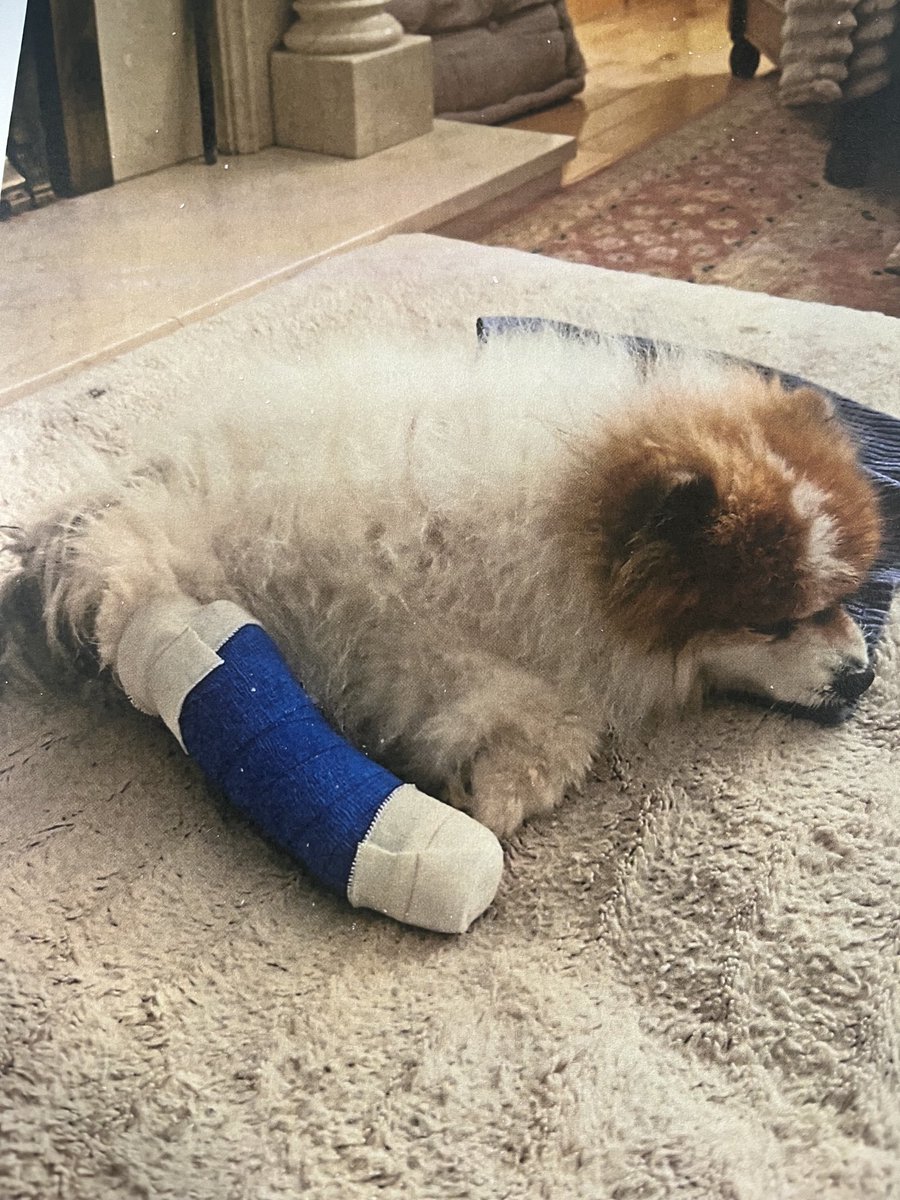 Rollie the Pomeranian that jumped off the cliffs in Howth 500 feet and survived