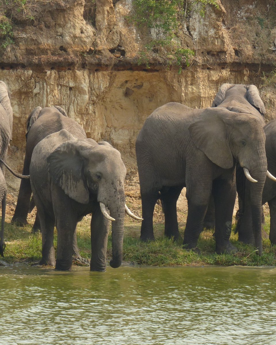95+ mammal species await! Spot elephants, lions &amp; hippos. Book now &amp; start your wildlife adventure: queenelizabethnationalparkuganda.com #queenelizabethpark #QueenElizabethNationalPark #QueenElizabethNationalParkuganda