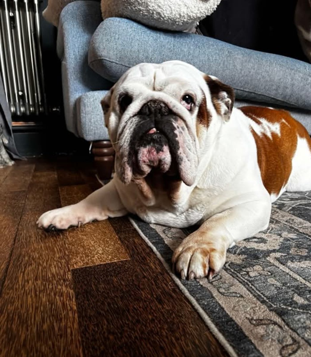 The Edward Foundation (@edwardsfriend) on Twitter photo Please well me. EF Fletcher settling in foster to be assessed what a gentlemen he is #rescue #englishbulldogs <a href="/EdwardsFriend/">The Edward Foundation</a> Please well me. EF Fletcher settling in foster to be assessed what a gentlemen he is #rescue #englishbulldogs <a href="/EdwardsFriend/">The Edward Foundation</a>