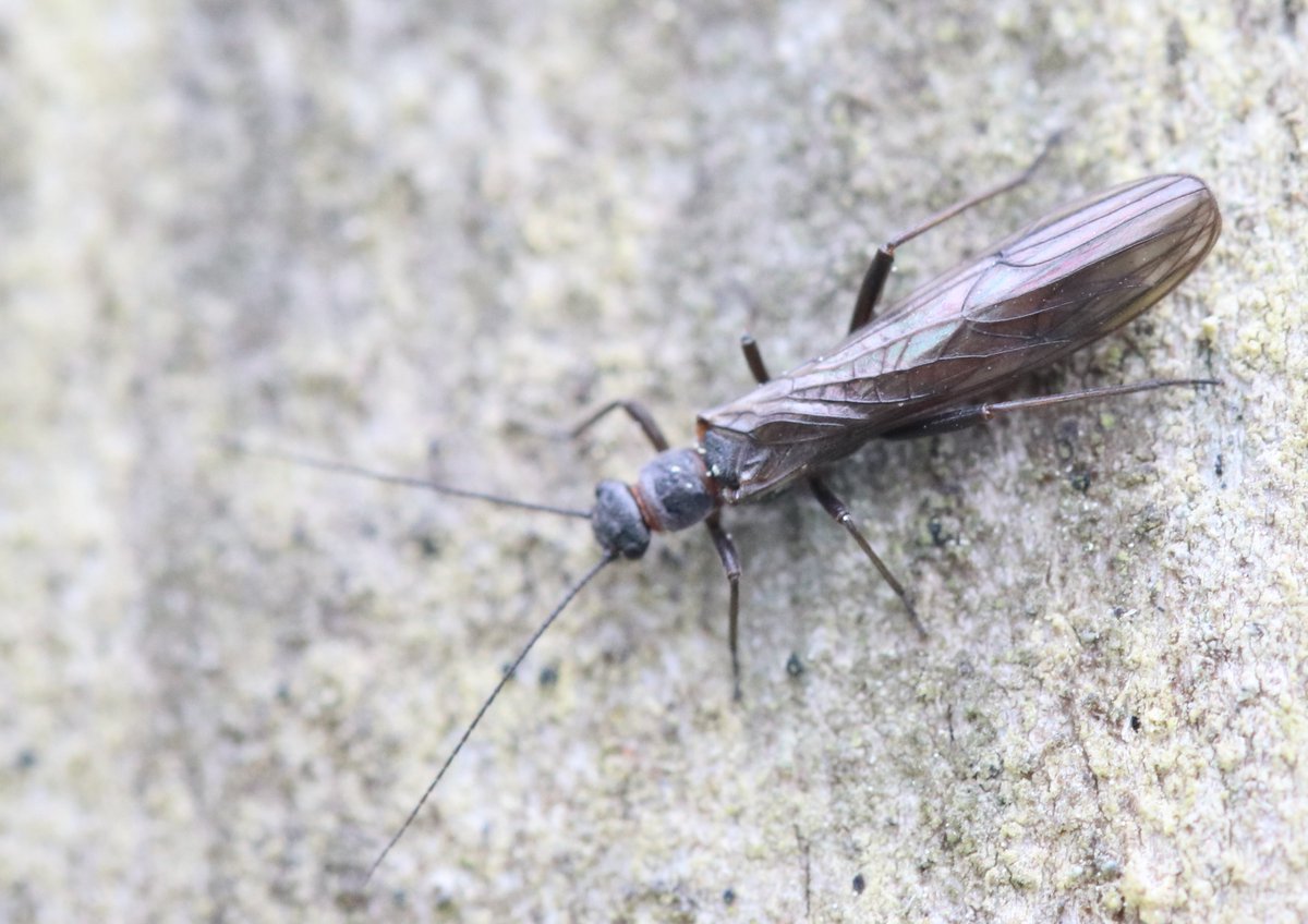 BSCG Scotland tweet media