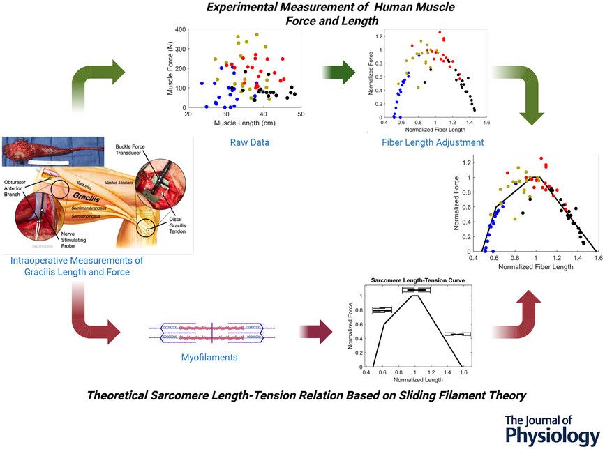Journal of Physiology (@jphysiol) on Twitter photo Recent #Research by Zheng Wang (<a href="/MayoClinicSurg/">Mayo Clinic Department of Surgery</a>) et al. observes that in vivo human gracilis #muscle active force-length relationship is explained by the sliding filament theory 🦵 ✍️
🔗📜 : buff.ly/h0L0PCo Recent #Research by Zheng Wang (<a href="/MayoClinicSurg/">Mayo Clinic Department of Surgery</a>) et al. observes that in vivo human gracilis #muscle active force-length relationship is explained by the sliding filament theory 🦵 ✍️
🔗📜 : buff.ly/h0L0PCo