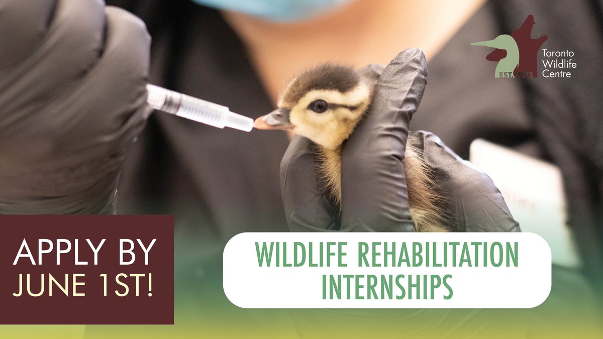 Do you want to make a difference for #wildlife? There's still time to apply for TWC’s Volunteer #Internships:

🦨 Advanced Care Team Internship
🐢 Wildlife Rehabilitation Internships (12 or 16 weeks)

Fall internships start in August. Apply by June 1st: torontowildlifecentre.com/volunteer/inte…