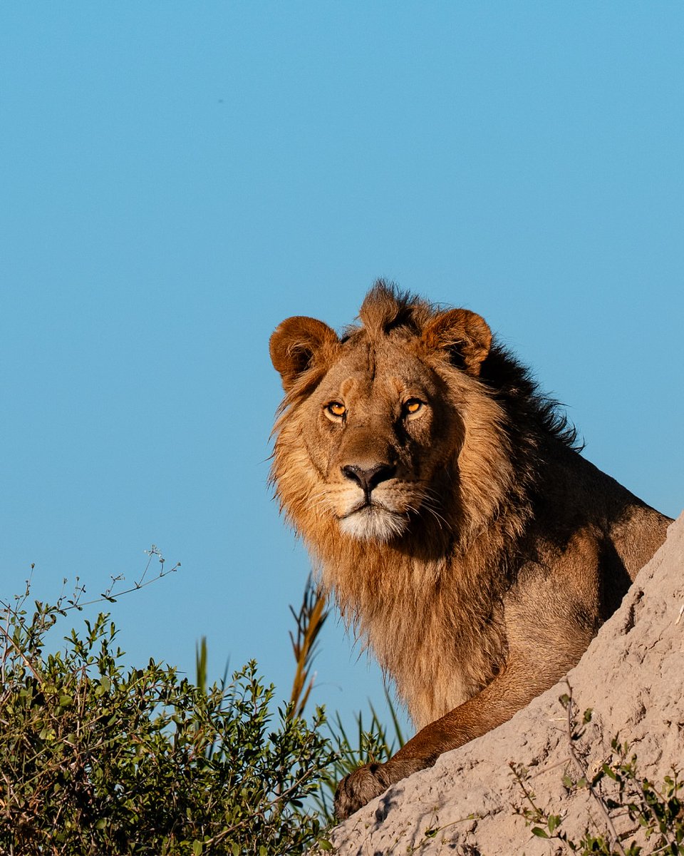 vortexexplores's tweet photo. 🦒🌌 Discover Africa’s pulse with Vortex Explorers! Roam Masai Mara’s savannahs, spot flamingos in Lake Nakuru, and watch Amboseli’s elephants against Kilimanjaro. Expert-led, full-board adventure! #AfricanSafari #MasaiMaraWild #LakeNakuruFlamingos #AmboseliMagic #SafariMemories #WildlifeGuides