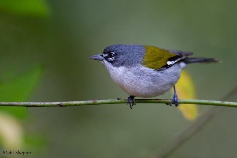 Calling all twitchers! The white-winged warbler is singing your name at Lake Mburo. Don't keep it waiting - check out lakemburonationalparkuganda.com/birding-in-lak… for your next birding adventure! #lakemburonationalpark
#lakemburonationalparkuganda
#lakemburopark