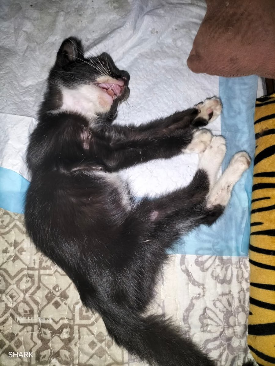 Kucing Terbuang tweet media