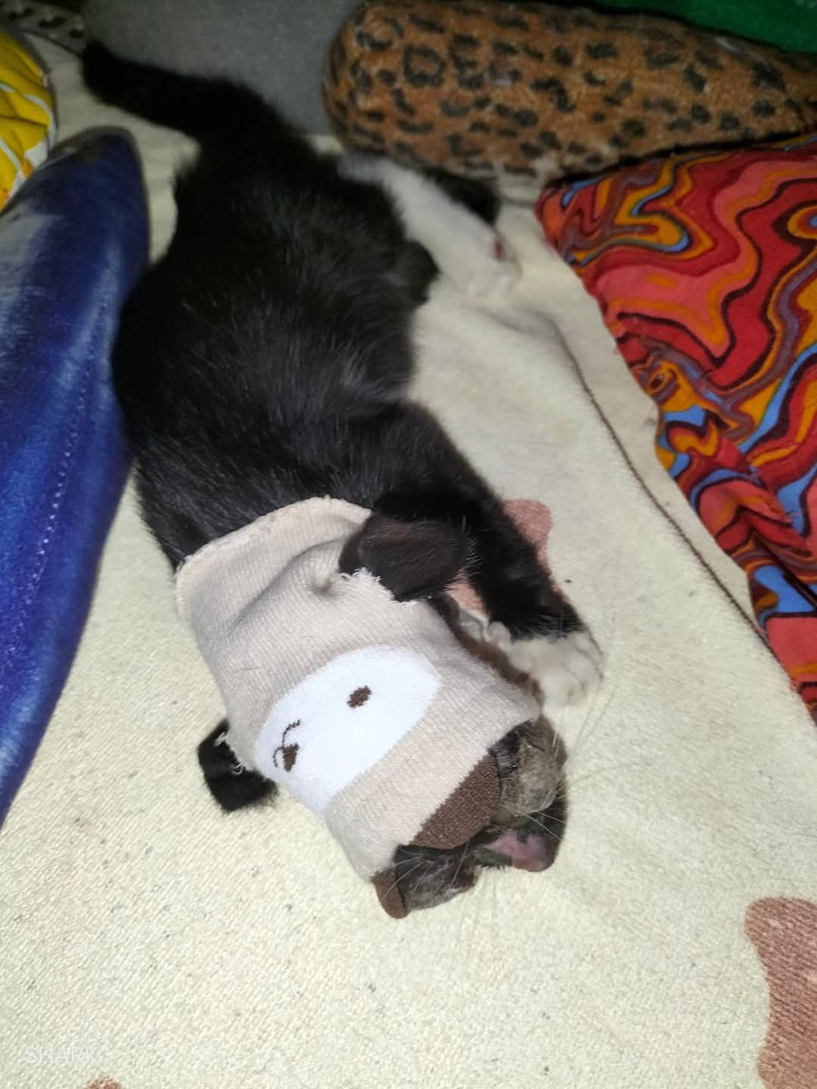 Kucing Terbuang tweet media