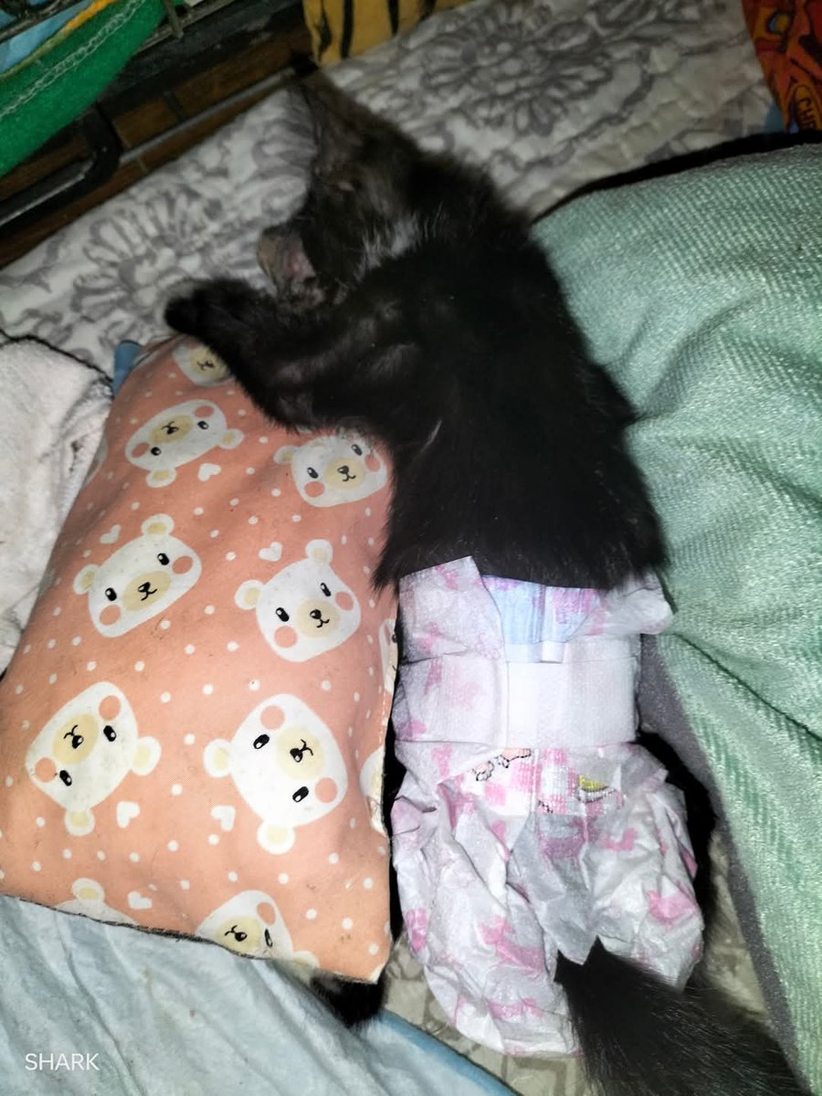 Kucing Terbuang tweet media