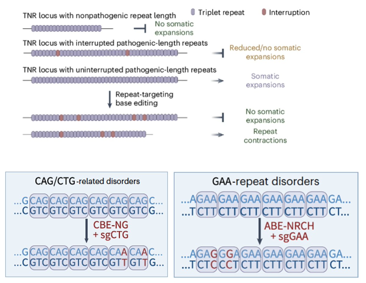 Nonetheless, these findings demonstrate that repeat interruption via base editing can stabilize or even contract pathogenic TNRs, and potentially delay onset or slow progression of disorders such as HD and FRDA.
13/14