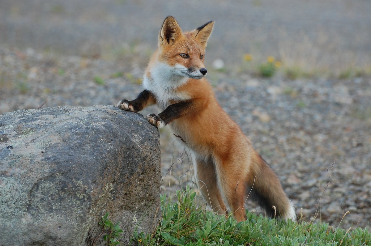 USGS Climate (@usgs_climate) on Twitter photo In a study co-led by a former Northeast CASC fellow, nearly 9 million wildlife camera observations showed most mammals don’t follow fixed daily schedules, but shift their activity patterns in response to human activities. <a href="/NEClimateSci/">Northeast CASC</a> 👉 ow.ly/cCGz50VY08r In a study co-led by a former Northeast CASC fellow, nearly 9 million wildlife camera observations showed most mammals don’t follow fixed daily schedules, but shift their activity patterns in response to human activities. <a href="/NEClimateSci/">Northeast CASC</a> 👉 ow.ly/cCGz50VY08r