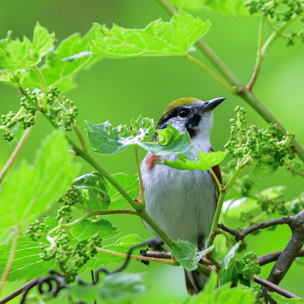 Still enjoying a few late arrivals. Chestnut-sided Warbler, we see you! 
#DetroitBirdAlly #Birds #BirdTwitter #TwitterBirds