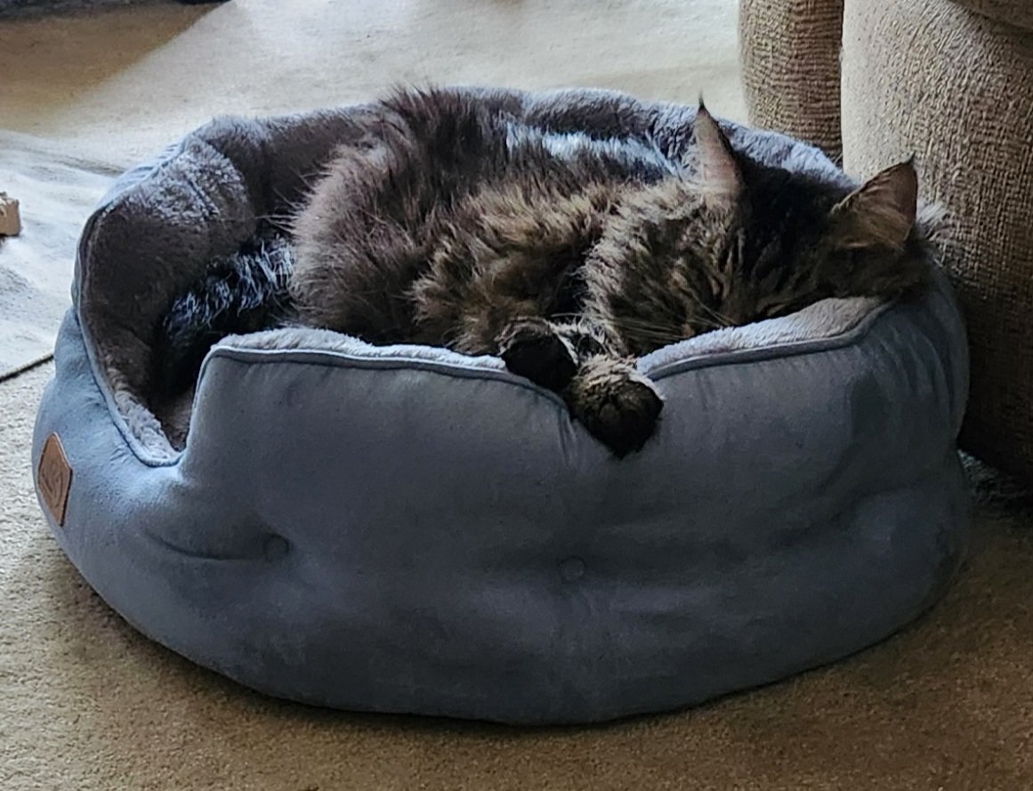 These 'time outz' dat my momz insist placing on me are exhausting! <a href="/LittleMaineCoon/">Holly Purr⚜️</a> <a href="/JoyOfCats/">The Joy Of Cats 🫶🇨🇦</a> <a href="/GeneralCattis/">"Mad Cat" Cattis</a> <a href="/mitsy2714/">Princess Mitsy</a> <a href="/MaineCoonCatsOH/">Reny, Cat Nip Enthusiast</a> <a href="/JusticeToAll/">JusticeToAll ~ 🙏 🇺🇦 ⚖️ 🚀</a> <a href="/AmandaSmokeyIs1/">🦁Isabella, 🐈‍⬛Tommy & 🐱Alex</a> <a href="/TheCatMalice/">Madcat Malice & Mayhem da Kidd 🩵#ZSHQ</a> <a href="/HugoStevens15/">😺😺🎄🎄⛄️⛄️Hugo Mainecoon 🎄🎄🌦️⛄️⛄️😺😺</a> <a href="/LordGraydon/">Ms. Savoy & Mr. Sanderson @LordGraydon</a>