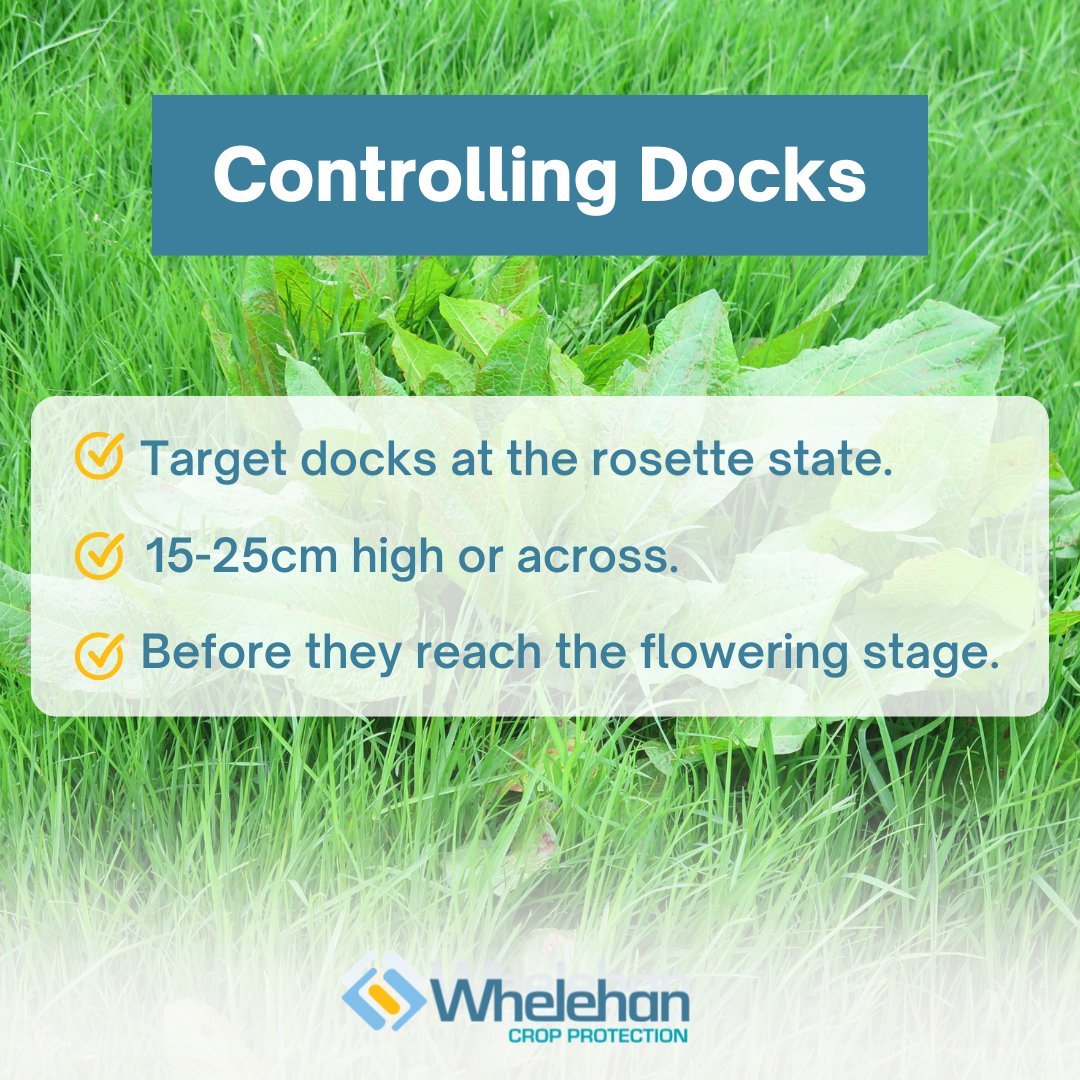 Timing is crucial when it comes to controlling docks. ⏰

<a href="/corteva/">Corteva Agriscience</a>

#Docks #WeedControl #Paddocks