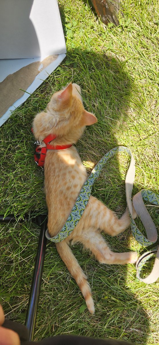 White Wing Dice Podcast tweet media