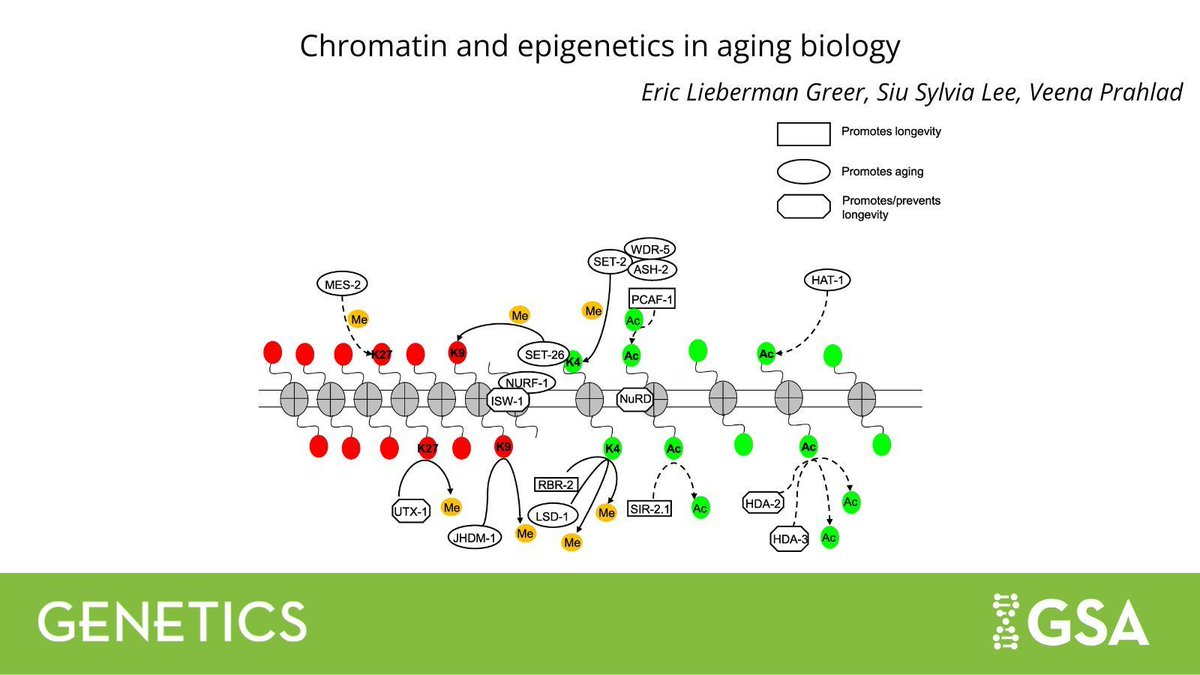 Genetics Society of America (@geneticsgsa) on Twitter photo Check out the latest #WormBook chapter in #GENETICS 🪱📣
<a href="/EricGreerLab/">Eric Greer Lab</a>, <a href="/siusylvialee1/">siu.sylvia.lee</a>, and Veena Prahlad dive deep into the #epigenetic changes and chromatin modifications regulation in #Celegans aging.
Read more: buff.ly/b3lijhg Check out the latest #WormBook chapter in #GENETICS 🪱📣
<a href="/EricGreerLab/">Eric Greer Lab</a>, <a href="/siusylvialee1/">siu.sylvia.lee</a>, and Veena Prahlad dive deep into the #epigenetic changes and chromatin modifications regulation in #Celegans aging.
Read more: buff.ly/b3lijhg