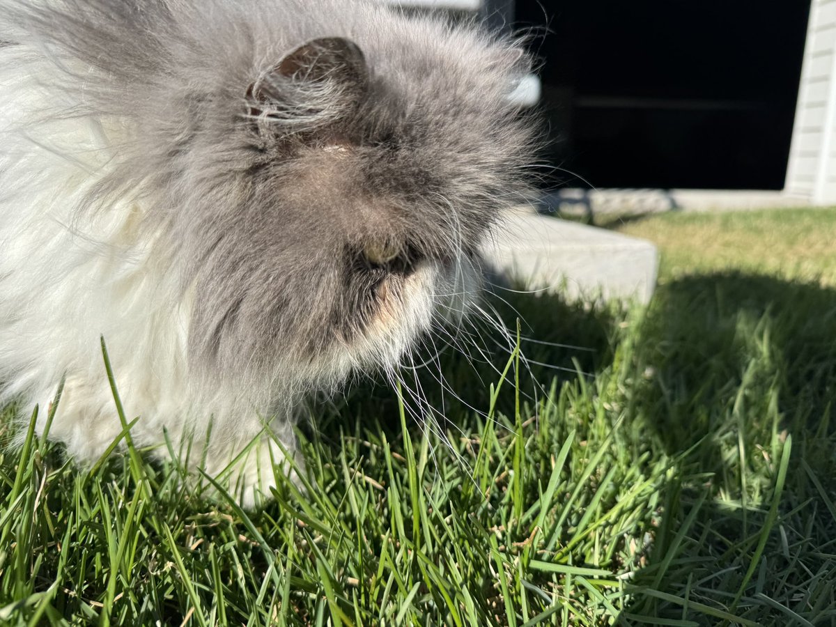 Ola amikos! Ando inspeccionando mi gardin qe todo esté limpio i el pasto bien cortado.