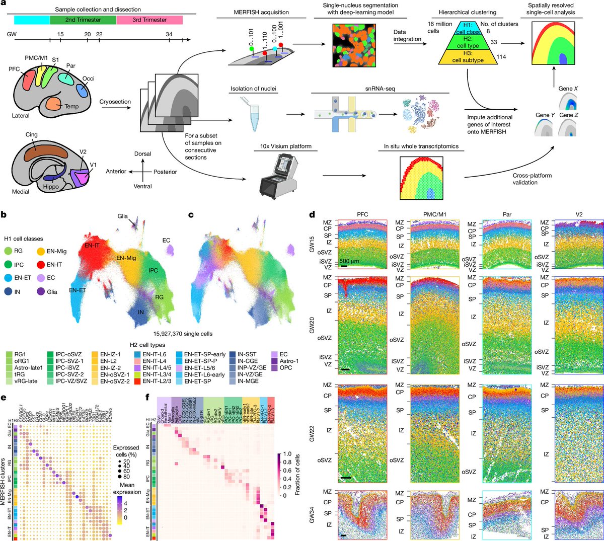 Penn Medicine CSO (@pennmedcso) on Twitter photo New research out in <a href="/Nature/">nature</a> uses spatial transcriptomics to reveal human cortical layer & area specification ft. Kyle Coleman, Shunzhou Jiang, Chunyu Luo & <a href="/DrMingyaoLi/">Mingyao Li</a> (<a href="/UPennDBEI/">Dept. of Biostatistics, Epidemiology & Informatics</a>) nature.com/articles/s4158… New research out in <a href="/Nature/">nature</a> uses spatial transcriptomics to reveal human cortical layer & area specification ft. Kyle Coleman, Shunzhou Jiang, Chunyu Luo & <a href="/DrMingyaoLi/">Mingyao Li</a> (<a href="/UPennDBEI/">Dept. of Biostatistics, Epidemiology & Informatics</a>) nature.com/articles/s4158…