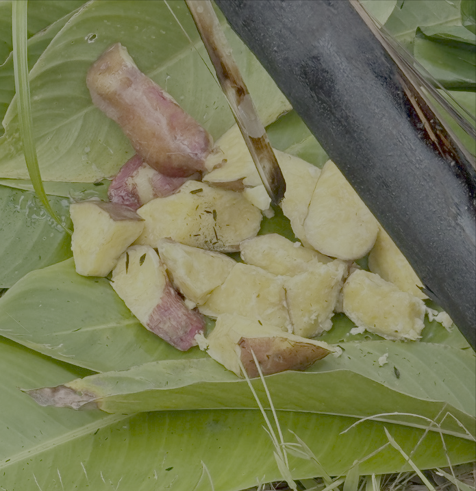 NickLongrich's tweet photo. One of the craziest things I've learned is how the Polynesians brought the sweet potato back across the Pacific from South America to Papua New Guinea. It grows in cold climates and poor soils, making marginal land fertile. This drove a population boom- and so, massive warfare. https://t.co/l3baMpmbnY