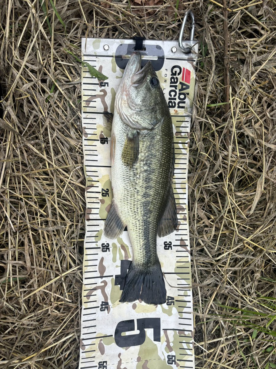 Reiji_fishing's tweet photo. 霞縛り終わったから久々のホーム！45cm！嬉しい！45,39,39,35の5b4f！あー嬉しい！ホームはチョロいけど霞は改めて過酷なんだなと再認識！笑
#AbuGarcia
#LUNKERKILLER https://t.co/doefQGoDi0