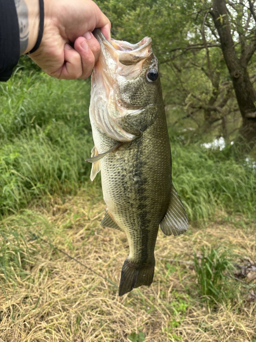 Reiji_fishing's tweet photo. 霞縛り終わったから久々のホーム！45cm！嬉しい！45,39,39,35の5b4f！あー嬉しい！ホームはチョロいけど霞は改めて過酷なんだなと再認識！笑
#AbuGarcia
#LUNKERKILLER https://t.co/doefQGoDi0