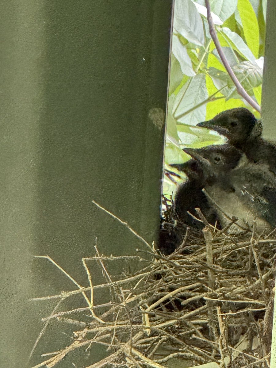 Beautiful course #15 <a href="/MemorialGolf/">the Memorial</a>  Baby birds enjoying the leaderboard #theMemorial