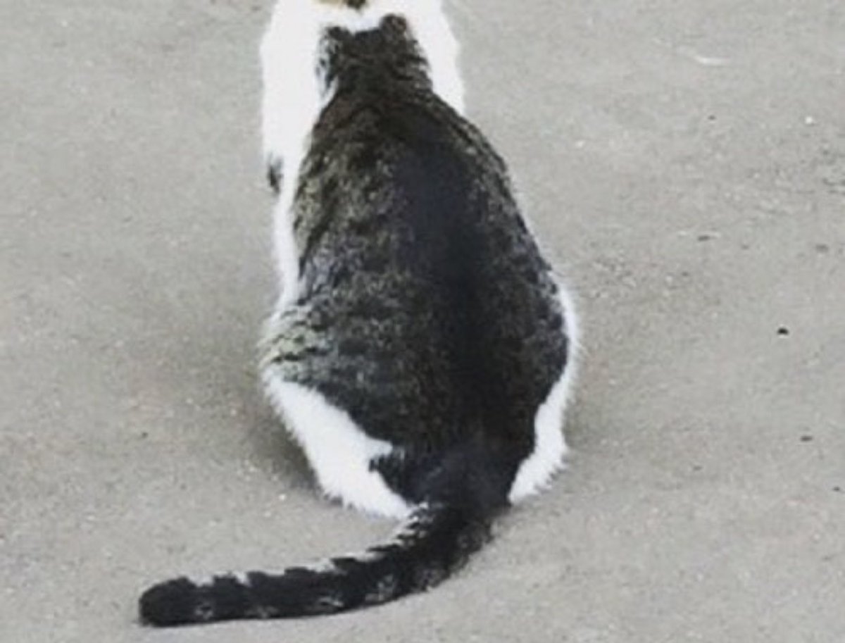 猫の背中に取り憑いている猫