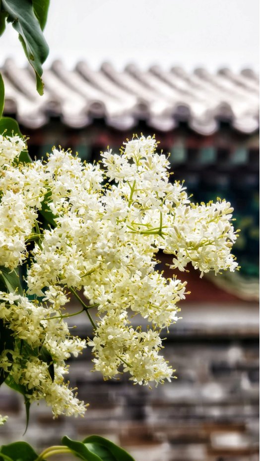 BeijingEvening's tweet image. If you're craving a city walk, Beijing's Fengtai district is the place to be. It presents a charming blend of #modernity and #natural beauty, making it ideal for urban adventurers. #beijing #beijingtravel #citywalk