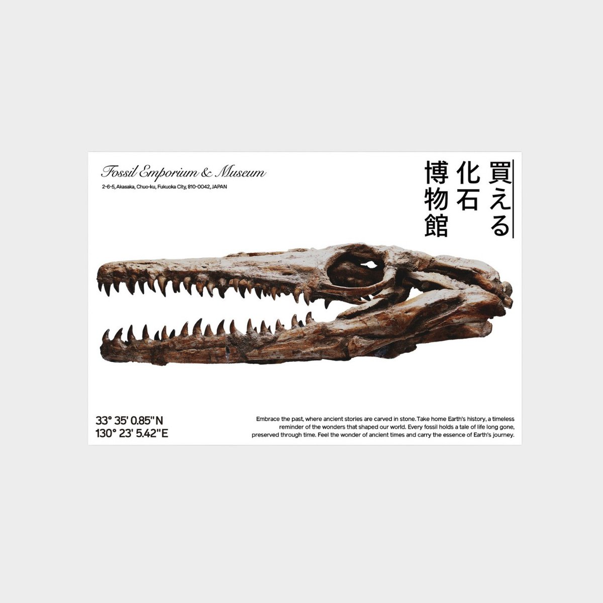 「買える化石博物館」オリジナルデザインのポストカードが登場。

表面には、実際に取り扱っている実物化石を撮影した写真をプリント。座標には店舗所在地を記載しています。裏面には、その化石の発掘場所を記載しています。

自然な白さと豊かな質感をもつ高級用紙「ヴァンヌーボV ホワイト