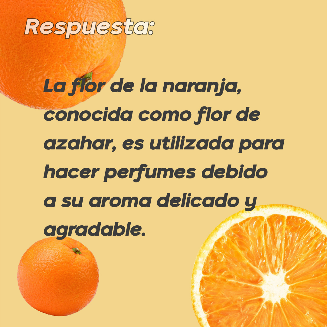 🧐¿Sabes qué fruta tiene una flor usada en perfumes?
1.🍓 Fresa
2.🍎 Manzana
3.🍊 Naranja
4.🍇 Uva

Pista: Su flor se llama azahar y tiene un aroma muy apreciado en la perfumería.
Respuesta: La flor del naranjo, conocida como flor de azahar, es muy valorada por su aroma.