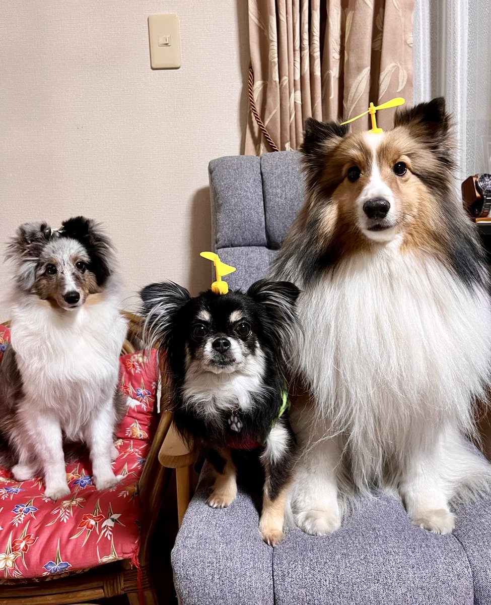 これ流行ってるの？
うにぬくに買ったのにぬくが怒ってつけてくれない🥺
代わりにパパの実家のチワワんにつけてもらった🥺

表情がなんとも言えない🤣