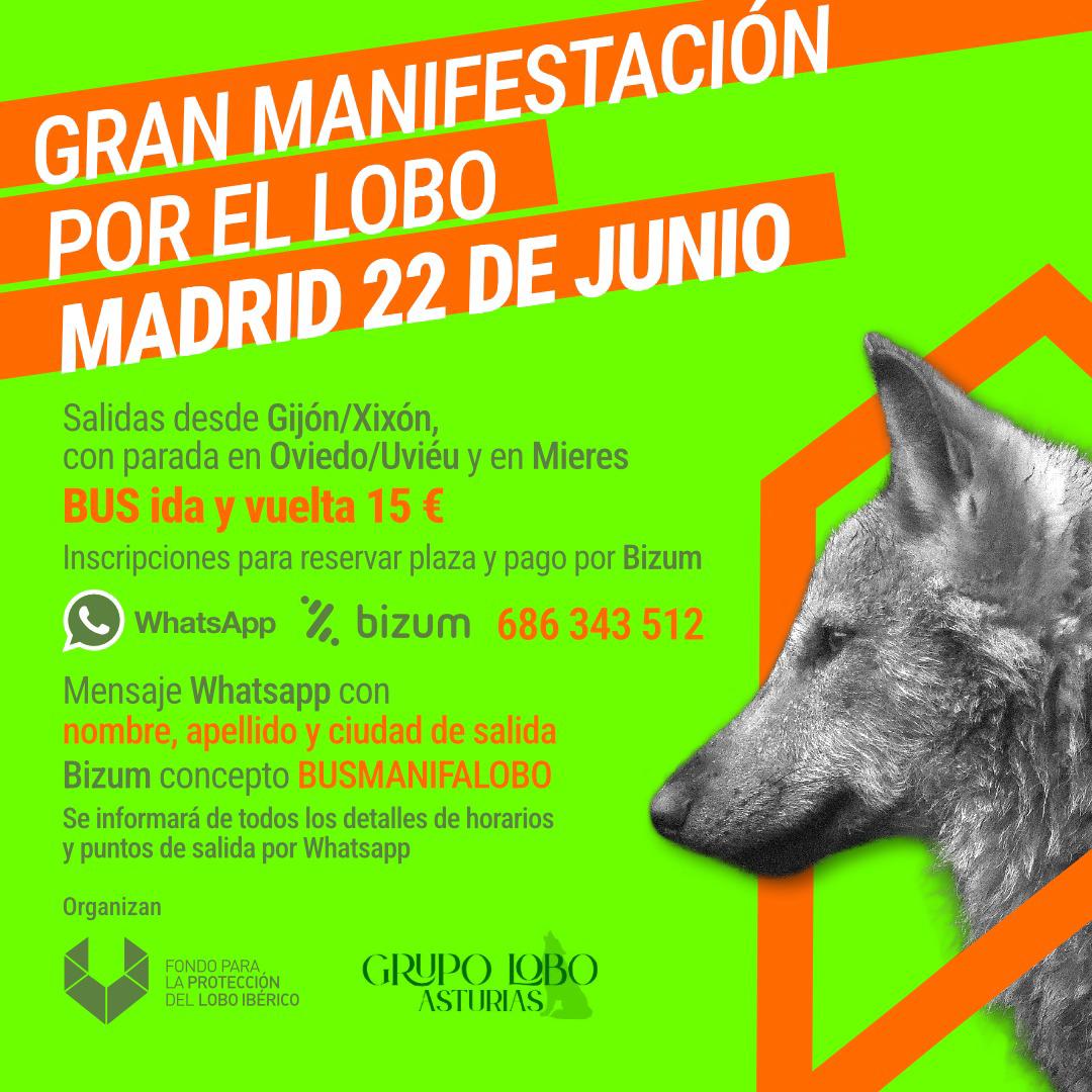 ¡Aúlla por el lobo! 🐺
 Gran manifestación en Madrid, 22 de junio.
 Bus desde Xixón, Uviéu y Mieres por solo 15 € ida y también vuelta.
 📲 Reserva por WhatsApp y paga por Bizum al 686 343 512.
#ManifestaciónLobo #LoboVivoYProtegido ¡El lobo te necesita!