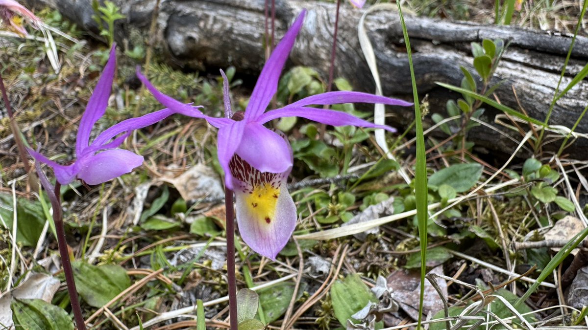 Beautiful calypso orchids 
A spring show following the snow. 
A small pink flower; shaped like a slipper, a Cinderella slipper.
A colour patch; colour in the dry grass. 
Of the Alberta Rockies forest. 
Kneeling before her to be close.
